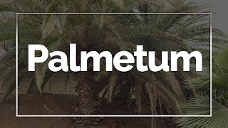 Palmetum, Tenerife, Canary Islands