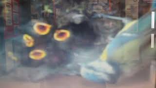 BGLC Bird Cam 18.5.22 - video 2