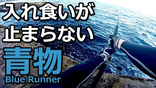 青物ロックショア - まじ入れ食い！釣れすぎて筋肉痛！