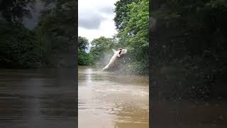 Lindo salto #fishing #pesca #fish