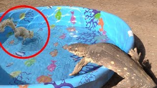 Lizard Jumps in Pool, Grabs Wild Animal, Eats It