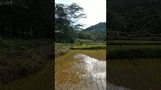 Sawah di Kaki Bukit #shorts