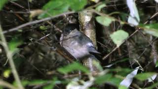 Roosting robin and bullfinch, Wendover Woods and Forest of Dean