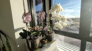 Phalaenopsis al sol.