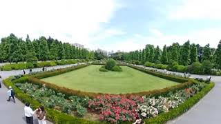 [2Ks+3D Audio] Rose Garden in Shinjuku Gyoen Park 2024 (Tokyo, JAPAN)