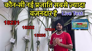 16202 व 18231,13235,17231 में किसका सबसे वज़नदार गन्ना है Live Test देखें