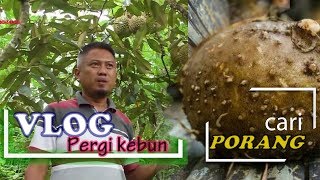 NgeVLOG di Kebun cari Tanaman yang lagi VIRAL #Porang#Porangkulonprogo#porangjogja