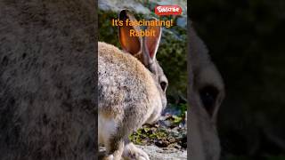 Three surprising facts about rabbits!#animals #fact#rabbit