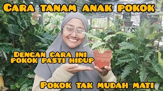 cara mudah jaga anakkan pokok pasti hidup