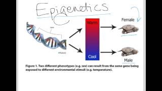 Epigenetics