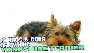 12 Pros & Cons of Owning a Yorkshire Terrier🐾