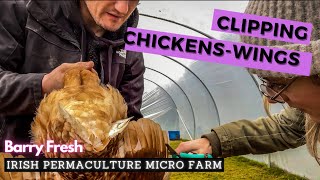 How to clip a Chickens wings, fast and 100% painless