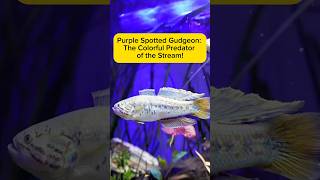 Purple Spotted Gudgeon: The Colorful Predator of the Stream! AquaVerse #gudgeon #shorts