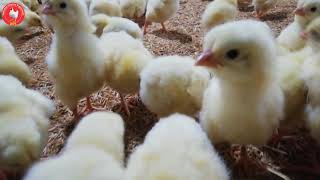 One Day Old Chicks Placement In Poultry Farm House | PPS Poultry | Poultry Supervisor