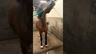 She’s a crazy pony this looks so cute in slomo❤️ #horse #pony #equestrian #shortvideo #cutepony