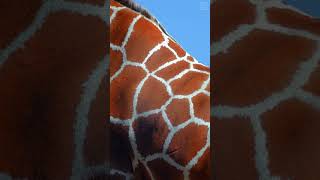 Pattern of a Giraffe   #shorts #fyp #giraffe