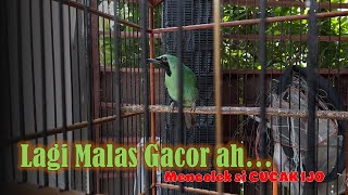 MENCOLEK si CUCAK IJO yang lagi MALAS GACOR