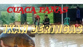 Pmc pesta babon ikan makanin banget cuaca panas ikan beringas ngabuburit di bulan puasa