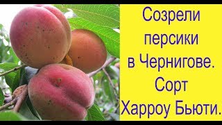 Созрели персики в Чернигове. Сорт Харроу Бьюти.