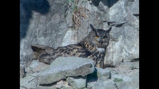 Eagle Owl watch April 7, 2020