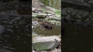 A Bear pulls up a Stone from the Water