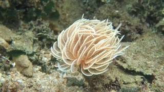 Sabellidae (feather duster worms)