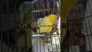 Burung kepodang gacor untuk pikat #Shorts