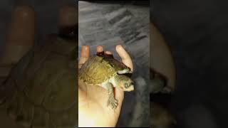 Cute 🥰 Turtle 🐢 baby like Subscribe and comment @saifulla84 #allah #muhammadﷺ #islam