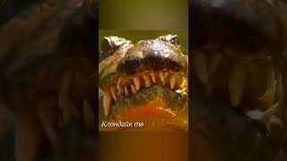 Крокодил против одинокого льва  #animalsvideo #animals