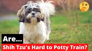 Are Shih Tzu's Hard To Potty Train? | Tips On How To Housetrain Your Dog |