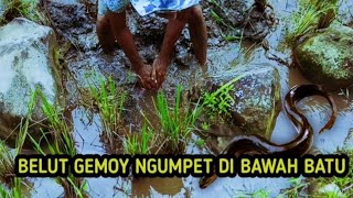 NGUKUY BELUT DI SPOT SAWAH DAPAT BELUT GEMOY