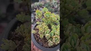 KALANCHOE MINIMO ALEMAO #suculentasdacreusa #shortvideo #2024 #plantas #suculentasdesol  #cadeira