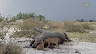 Lions Feast on Giant Hippo | Great Plains Conservation