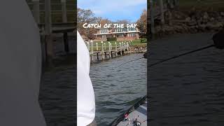 Catch of the day #subscribe #fishing #shorts