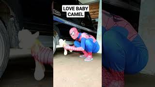 Spider-Man Love Baby Camel #shorts