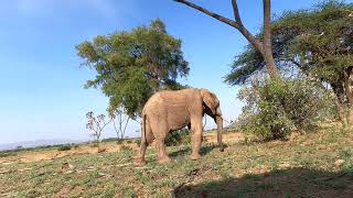 Close encounter with an African elephant at Samburu, Kenya