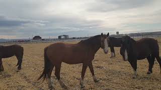 Обзор и погрузка лошадей "Дончаков" 🐎