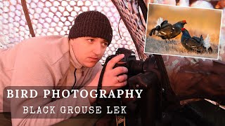 BIRD PHOTOGRAPHY - Black Grouse Lek | LOODUSFOTOGRAAFIA - Tedremäng