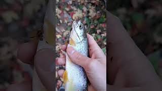 Todays Best Catches! #shorts #subscribe #river #fish #browntrout #cutthroat #tigertrout