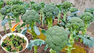 Surprised with the method of growing cauliflower in wooden crates on the terrace