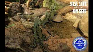 New Live Stream: Water Dragon Dinner Time at SEA LIFE Melbourne