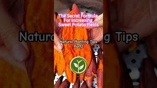 The secret formula for increasing sweet potato yields Part2 #shortvideo #plants #youtubeshorts #fyp