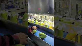 fruit processing machine  #foodprocessingmachines #sandglass #shorts