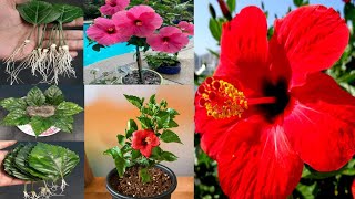 Propagate hibiscus from leaves in sand |How to propagate Hibiscus