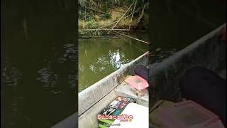 mncing diatas perahu,lumayan hasilnya geng,yuk mancing😉😁#maddcom88 #shortvideo #ikanlampam #gourami