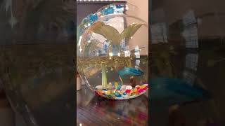 How to Make Unique Multi Level Glass Aquarium at HomeBUYING NEW FISH for AQUARIUM!!How to set up