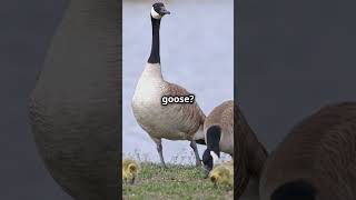 The Hilarious Story of The Goose Whisperer...#1992 #dog #goose #angrybirds #angry #funny #fact