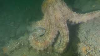 Octopus on the Rosehill