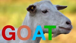 Goat video! Compilation of Pictures and Short Clips of Goats + Goat 's bleat (maa)