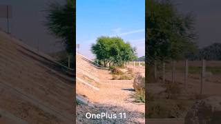 camera test: oneplus 11 vs iphone 14 pro max